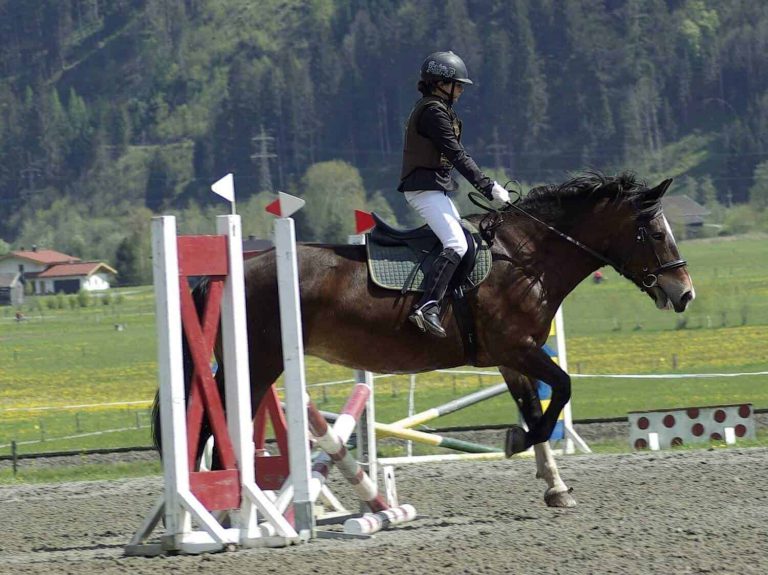 Reiter springt auf Noriker-Pferd Parcours beim URC Waidach, Reitclub Piesendorf Salzburg