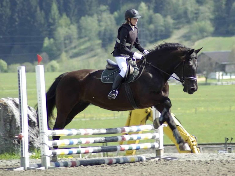 Reiterin auf Noriker springt über Hindernis bei Sonderprüfung URC Waidach Reitclub Piesendorf