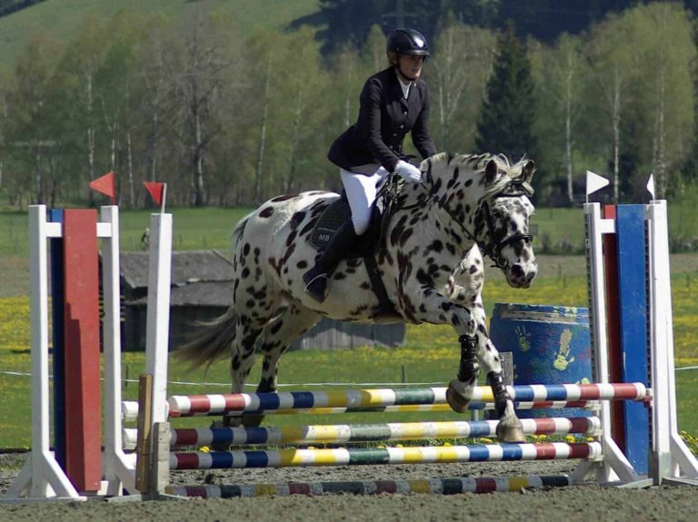 Reiterin auf geschecktem Pferd springt Hindernis, Reitclub Piesendorf, Reitturnier Salzburg