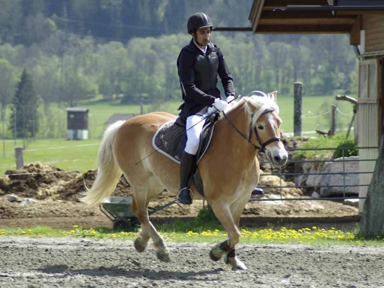 Reiterin im Dressuranzug auf Haflinger bei Sonderprüfung am Reitclub Piesendorf URC Waidach
