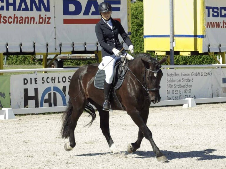 Reiterin in Turnierkleidung reitet Noriker bei Dressurturnier des Reitclubs Piesendorf