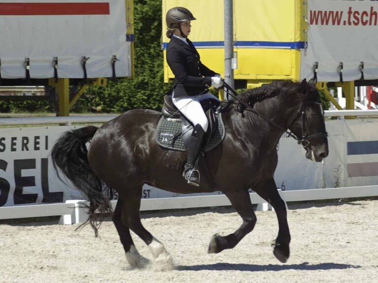 Reiterin auf Noriker bei Dressurturnier im URC Waidach, Reitclub Piesendorf, Salzburger Land