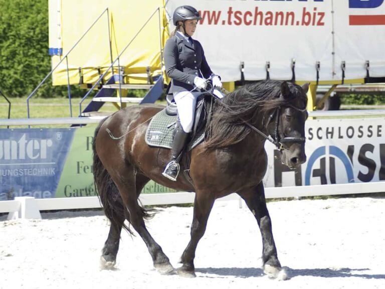 Reiterin mit Noriker beim Dressurturnier des URC Waidach in Piesendorf, Salzburger Land
