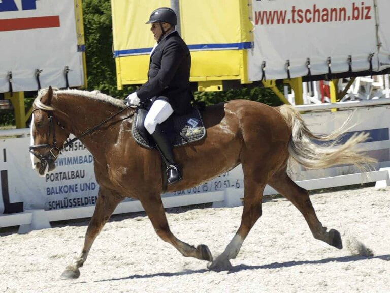 Reiter im Turnieranzug auf Haflinger bei Dressurturnier des URC Waidach in Piesendorf