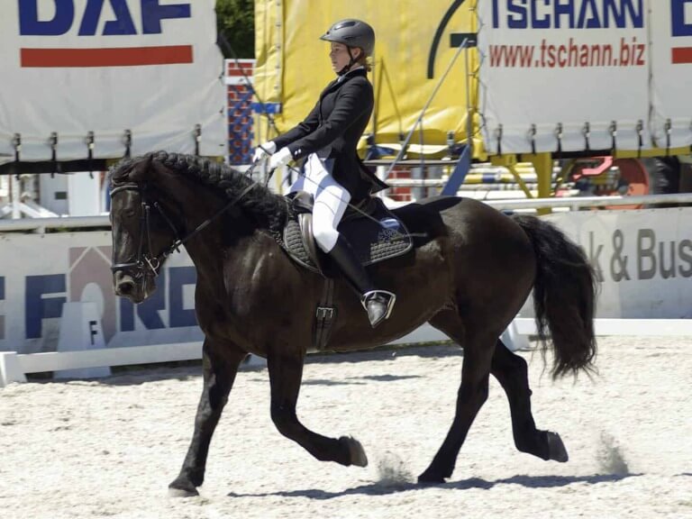 Reiterin im Dressurturnier reitet schwarzen Noriker auf Reitplatz, URC Waidach Piesendorf
