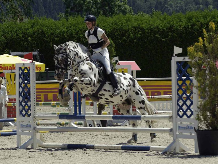 Reiterin springt auf geschecktem Pferd über Hindernis beim Reitturnier in Piesendorf