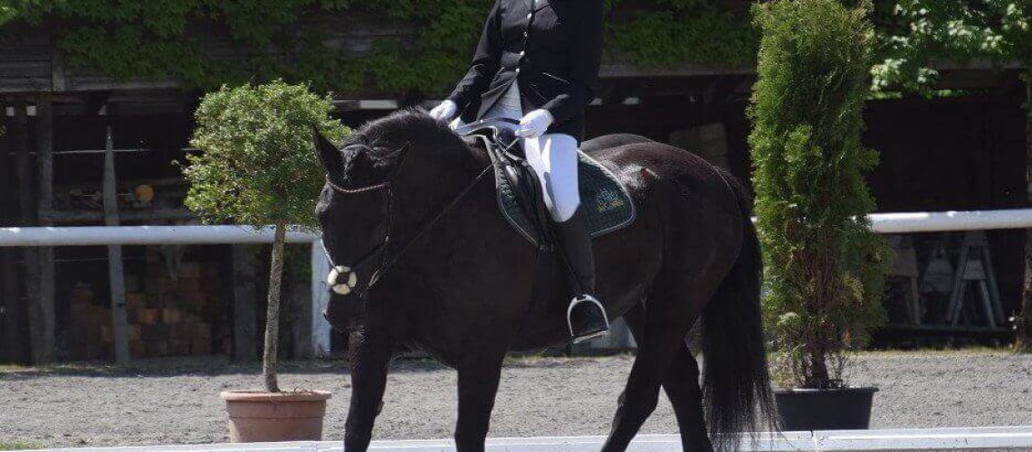 Reiterin auf Noriker bei Dressurturnier am URC Waidach Reitplatz in Piesendorf Salzburg